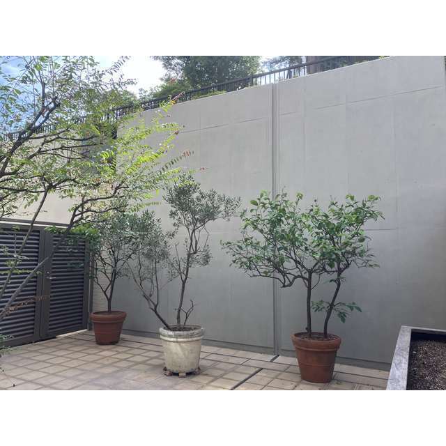 マスタービュー レジデンス 101 - 295940