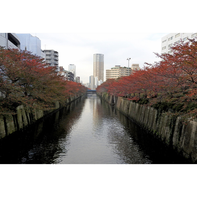 My Castle Nakameguro III 506 - 312813